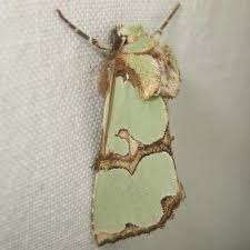 Attēlu rezultāti vaicājumam “Staurophora celsia”