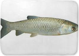 Image result for Ctenopharyngodon idella