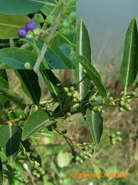 Attēlu rezultāti vaicājumam “Najas marina leaf”