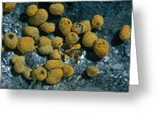 Attēlu rezultāti vaicājumam “Badhamia nitens”