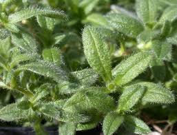 Attēlu rezultāti vaicājumam “Cerastium sylvaticum”