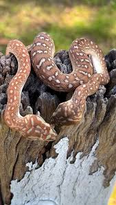 Attēlu rezultāti vaicājumam “Badhamiopsis scripta”