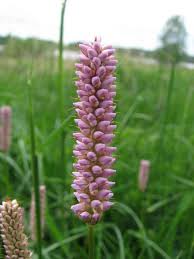 Attēlu rezultāti vaicājumam “Bistorta major leaf”