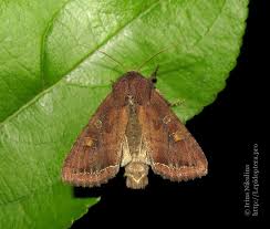 Attēlu rezultāti vaicājumam “Lacanobia oleracea”