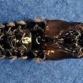 Attēlu rezultāti vaicājumam “Lymantria monacha pupa”