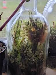 Attēlu rezultāti vaicājumam “Climacium dendroides sporophyte”