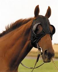 Image result for scheuklappen