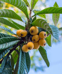 Attēlu rezultāti vaicājumam “Eriophorum latifolium fruit”