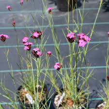 Image result for Dianthus carthusianorum