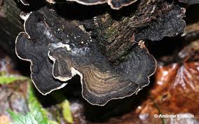 Attēlu rezultāti vaicājumam “Datronia mollis”