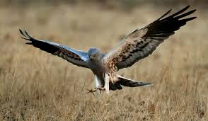 Attēlu rezultāti vaicājumam “Circus pygargus adult”