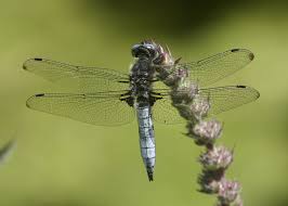 Attēlu rezultāti vaicājumam “Libellula fulva male”