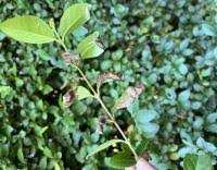 Attēlu rezultāti vaicājumam “Gracillaria syringella larva”