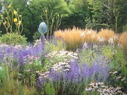 Attēlu rezultāti vaicājumam “Calamagrostis purpurea”