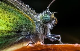 Attēlu rezultāti vaicājumam “Licea pusilla macro”