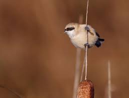 Attēlu rezultāti vaicājumam “Remiz pendulinus adult”