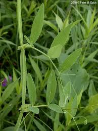 Attēlu rezultāti vaicājumam “Lathyrus palustris flower”