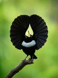 Attēlu rezultāti vaicājumam “Passeriformes”