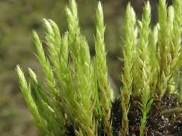 Attēlu rezultāti vaicājumam “Philonotis”