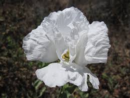 Image result for Romneya coulteri