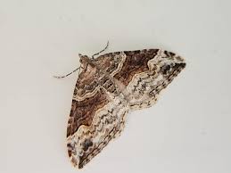 Attēlu rezultāti vaicājumam “Xanthorhoe quadrifasiata”