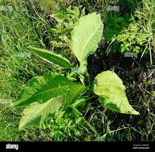 Attēlu rezultāti vaicājumam “Inula helenium leaf”
