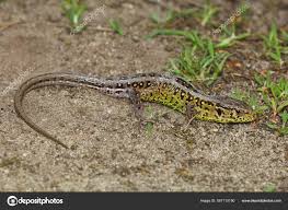 Attēlu rezultāti vaicājumam “Lacerta agilis male”