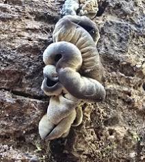 Attēlu rezultāti vaicājumam “Ionomidotis irregularis”