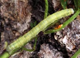 Attēlu rezultāti vaicājumam “Larentia clavaria”