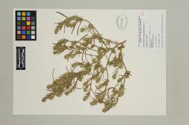 Attēlu rezultāti vaicājumam “Corispermum hyssopifolium fruit”