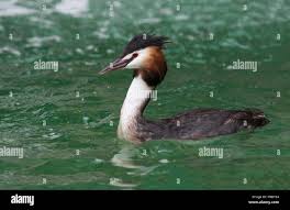 Attēlu rezultāti vaicājumam “Podiceps cristatus adult”