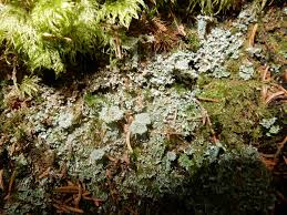 Attēlu rezultāti vaicājumam “Cladonia squamosa”