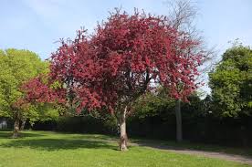 Attēlu rezultāti vaicājumam “Malus purpurea flower”