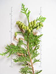 Attēlu rezultāti vaicājumam “Thuja occidentalis leaf”