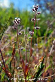 Attēlu rezultāti vaicājumam “Myosotis ramosissima flower”