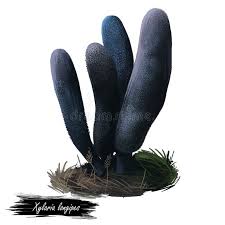 Attēlu rezultāti vaicājumam “Xylaria longipes”