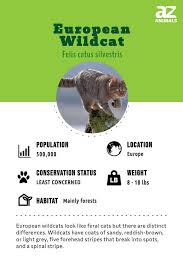 Attēlu rezultāti vaicājumam “Felis silvestris catus adult”