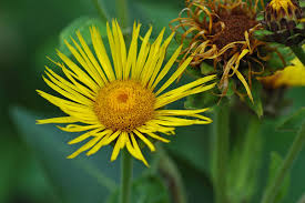 Image result for Inula helenium