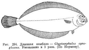 Image result for Glyptocephalus cynoglossus