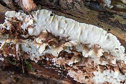 Attēlu rezultāti vaicājumam “Antrodiella semisupina”