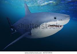 Image result for Carcharodon carcharias