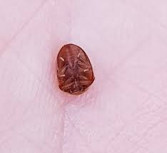 Attēlu rezultāti vaicājumam “Cychramus luteus”