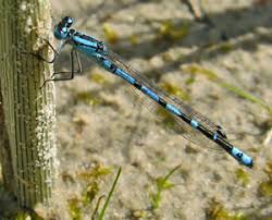 Attēlu rezultāti vaicājumam “Tettigoniodea exuvia”