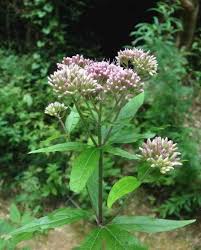 Attēlu rezultāti vaicājumam “Eupatorium cannabinum bud”