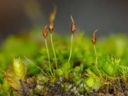 Attēlu rezultāti vaicājumam “Seligeria donniana”