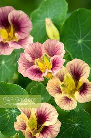 Image result for Tropaeolum minus