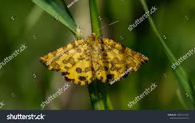 Attēlu rezultāti vaicājumam “Pseudopanthera macularia”