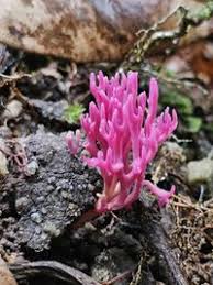 Attēlu rezultāti vaicājumam “Clavaria zollingeri”