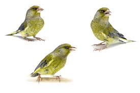 Attēlu rezultāti vaicājumam “Chloris chloris female”