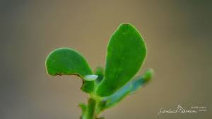 Attēlu rezultāti vaicājumam “Leptidea sinapis underside”